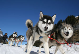 Schlittenhund Muotathal