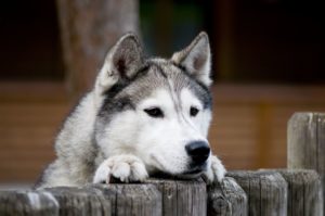 Husky_Schlittenhunderlebnisse im Muotatal