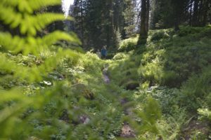 Wandern Bödmeren-Urwald