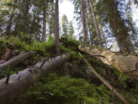 Natur pur Bödmerenwald
