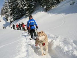 Huskytrekking Muotatal