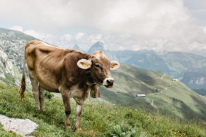 Kuh auf dem Stoos