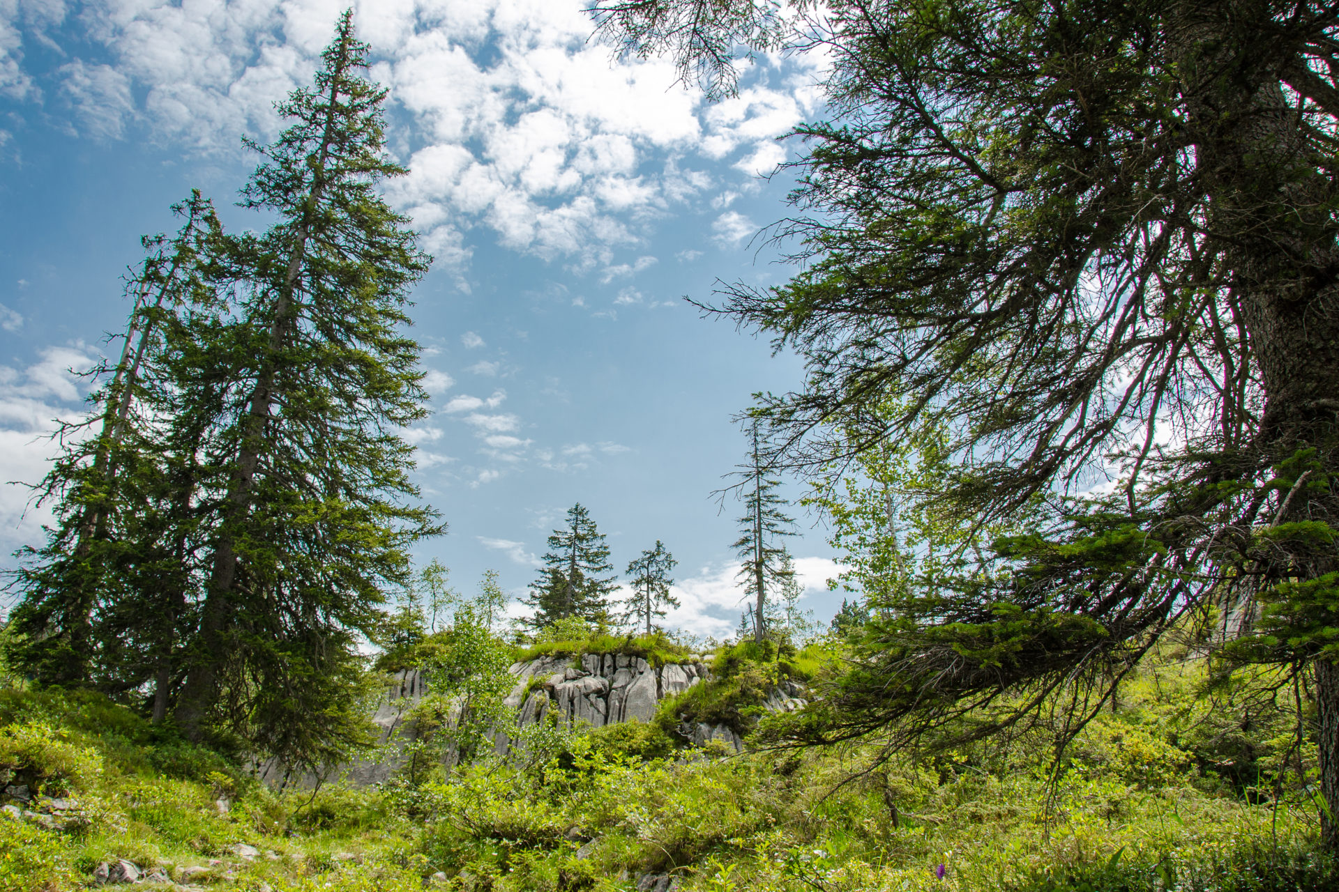 Einer der grössten Urwälder der Welt. • Stoos