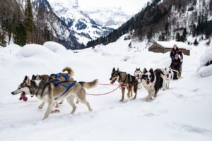 Hundeschlitten im Winter