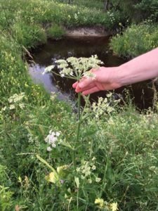 Kräuter und Pflanzen